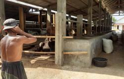 Raffi Ahmad Kurban Sapi Seberat 1,3 Ton dari Peternak Gunungkidul