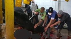 Idul Adha di Masa Pandemi, RPH Kewalahan Layani Jasa Potong Kurban dan Kemas Daging