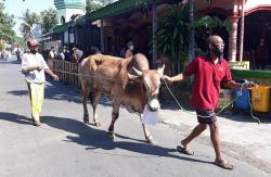 Gegara PMK, Harga Sapi Kurban di Jambi Naik Rp2 Juta