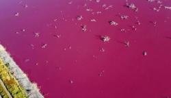Aneh, Danau Ini Berubah Menjadi Pink