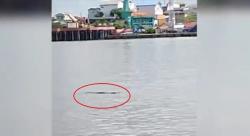 Kemunculan Buaya di Sungai Mentaya Teror Warga Sampit