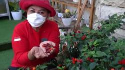 Isoman Ketika Terpapar Covid-19, Berkebun Jadi Cara Wakil Wali Kota Semarang Tetap Produktif 