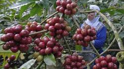 Dua Alasan Ini Bikin Milenial Tertarik Bisnis Pertanian 