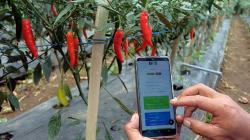 Petani Desa Gobleg Bali Gunakan Teknologi IoT untuk Pantau Hasil Perkebunan
