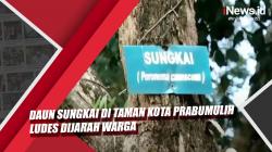 Video Daun Sungkai di Taman Kota Prabumulih Ludes Dijarah Warga