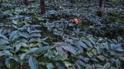 Kementan Targetkan Produksi Kopi Nasional 2021 Sebesar 834.750 Ton