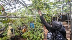 Melihat Kebun Budi Daya Anggur Seluas 400 Meter di Duren Sawit