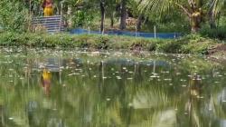 Ratusan Ribu Ikan dan Udang Milik Warga di Medan Mati Mendadak<