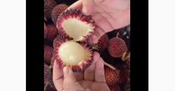 Mengenal Kapulasan, Buah Langka yang Mirip Rambutan Bisa Mencegah Kanker