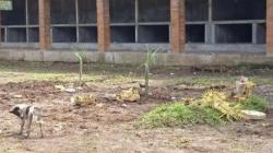 Kasus Jenazah Covid-19 Tertukar di Bali, Begini Penyelesaiannya