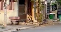 Viral Singa Peliharaan Dilepas Jalan-Jalan di Kota, Penyebabnya Bikin Geleng Kepala