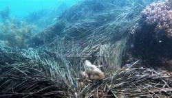 Kapal Pengambil Telur Ikan Terbang Cemari Taman Laut Pulau Kecil