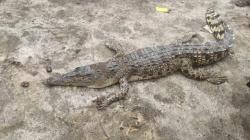 Buaya Muara Sepanjang 2 Meter Ditemukan di Jaring Nelayan Asahan