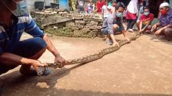Heboh Warga Cibinong Temukan Ular Sepanjang Empat Meter Merayap di Rangka Besi Toren