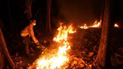 Puluhan Hektare Hutan Lindung di Situbondo Terbakar Gegara Ulah Pencari Burung