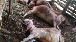 Belasan Kambing Milik Warga Gunungkidul Diserang Hewan Buas, Jeroan Hilang