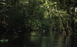 Misteri Hutan di Pedalaman Kalimantan, Salah Bicara Bisa Tersesat dan Hilang