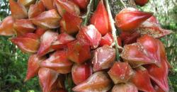 Mengenal Belimbing Darah, Buah Unik dan Langka Asli Kalimantan