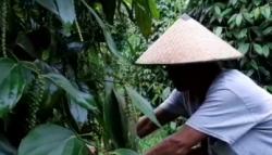 Petani Lada Putih di Kalbar Semringah, Harga Naik Nyaris 100 Persen