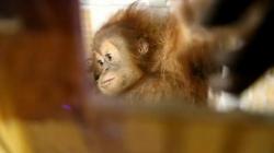 Selundupkan 2 Ekor Orang Utan, Warga Medan Dituntut 2,5 Tahun dan Denda Rp100 Juta