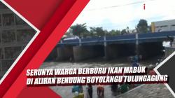 Melihat Serunya Warga Berburu Ikan Mabuk di Aliran Bendung Boyolangu Tulungagung