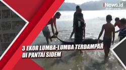 Video 3 Ekor Lumba-Lumba Terdampar di Pantai Sidem, Evakuasi Terkendala Ombak Besar
