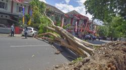 1 Mobil dan 5 Motor Ringsek Tertimpa Pohon Tumbang