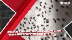 Diserang Kawanan Lalat, Warga Minta Usaha Ternak Ayam Dekat Pemukiman Ditutup