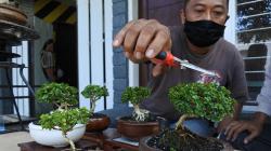 Warga Kampung Jember Kembangkan Wisata Bonsai