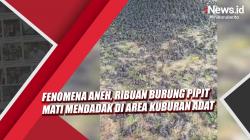Video Ribuan Burung Pipit Mati Mendadak di Area Kuburan Adat Gianyar