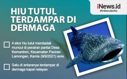 Infografis Hiu Tutul Terdampar di Dermaga