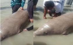Viral Warga Temukan Ikan Duyung Terdampar di Pantai Pasir Padi, Ditawarkan Rp5 Juta