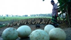 Ternak Itik Secara Tradisional Tingkatkan Produksi Telur