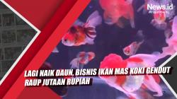 Video Lagi Naik Daun, Bisnis Ikan Mas Koki Gendut Raup Jutaan Rupiah