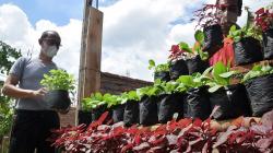 Urban Farming di Semarang Kembali Bergeliat setelah Terhenti karena PPKM