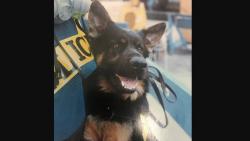 Kisah Anjing Heroik saat Tragedi Serangan Teroris 11/9 di WTC<