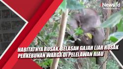  Video Habitatnya Rusak, Belasan Gajah Liar Rusak Perkebunan Warga di Pelelawan Riau