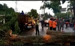 Pohon Tumbang Tutup Jalan Kompleks Rumas Dinas Pemkab Lahat <