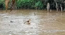 Teror Buaya di Muarojambi, Begini Kondisi Penangkaran yang Telantar