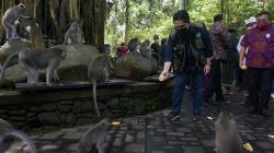 Erick Thohir Berikan Bantuan Pakan untuk 1.200 Kera Penghuni Monkey Forest