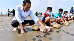 Copot Sepatu, Presiden Jokowi Melepas Tukik di Pantai Kemiren Cilacap