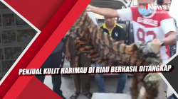 Video Penjual Kulit Harimau di Riau Berhasil Ditangkap