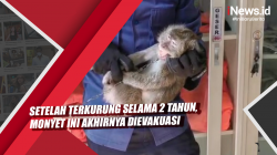 Video Setelah Terkurung Selama 2 Tahun, Monyet Ini Akhirnya DIevakuasi