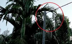 Kabel Listrik Warga Desa di Tanjab Barat Masih Disangga Pohon Pinang, Ini Penampakannya
