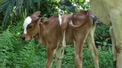 Geger, Lembu Berkaki Enam Lahir di Simalungun