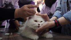 Melihat Reaksi Kucing-Kucing Disuntik Vaksin Rabies Bikin Gemas