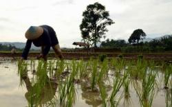 Pakar Unnes Sebut Modernisasi Pertanian sebagai Penggerak Ekonomi Nasional