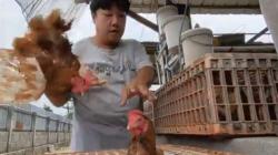 Doa Menyembelih Ayam dan Tata Cara Sesuai Sunnah