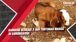 Video Kambing Berkaki 3 Jadi Tontonan Warga di Gunungkidul