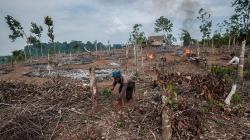 Tradisi Ngaduruk Suku Badui, Membersihkan Ladang dengan Dibakar